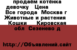 продаём котёнка девочку › Цена ­ 6 500 - Все города, Москва г. Животные и растения » Кошки   . Кировская обл.,Сезенево д.